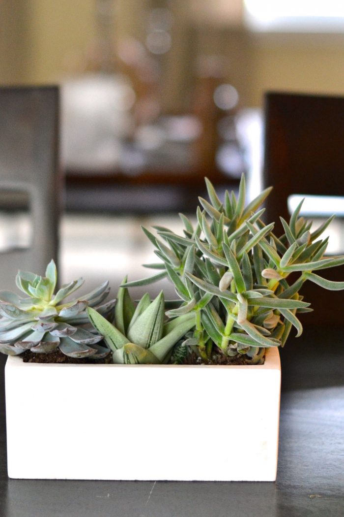 How to Plant Succulents for a Centerpiece