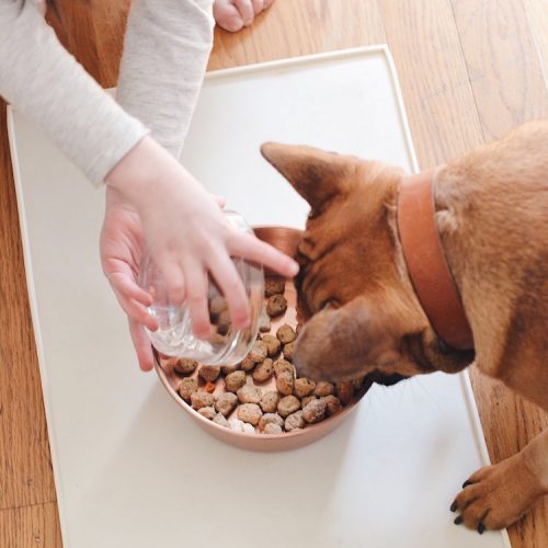 welcoming a puppy into your lives