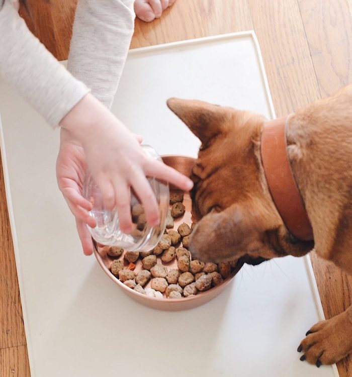 Meet Porkchop! How to Welcome a Puppy with Little Kids at Home