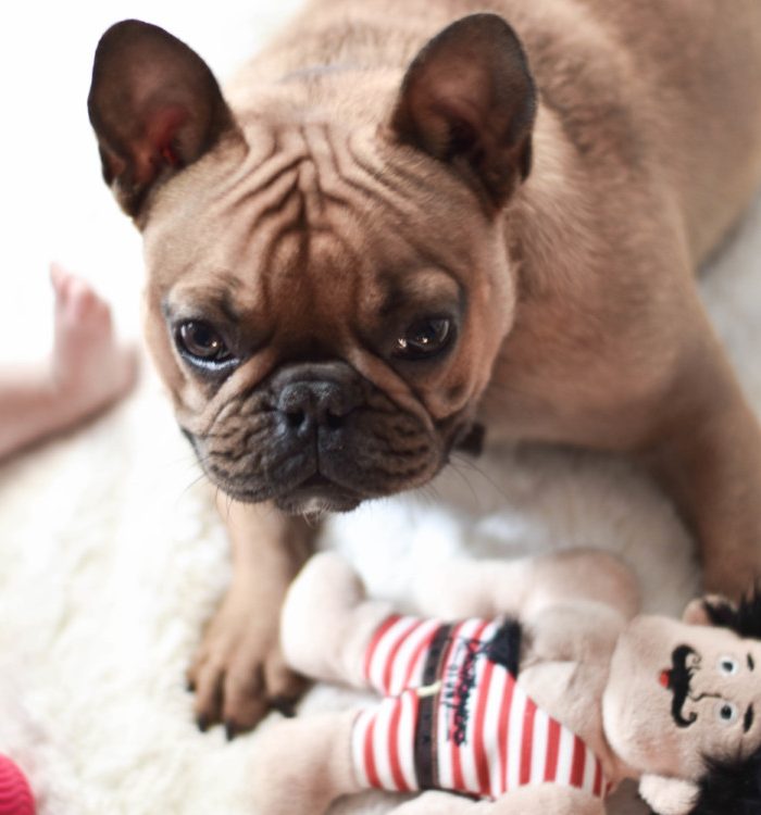 How to Survive Life with a Puppy and Young Kids – Without Going Insane