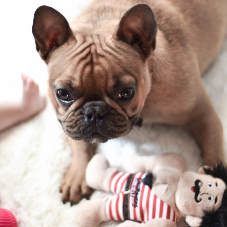 surviving life with a baby and a puppy